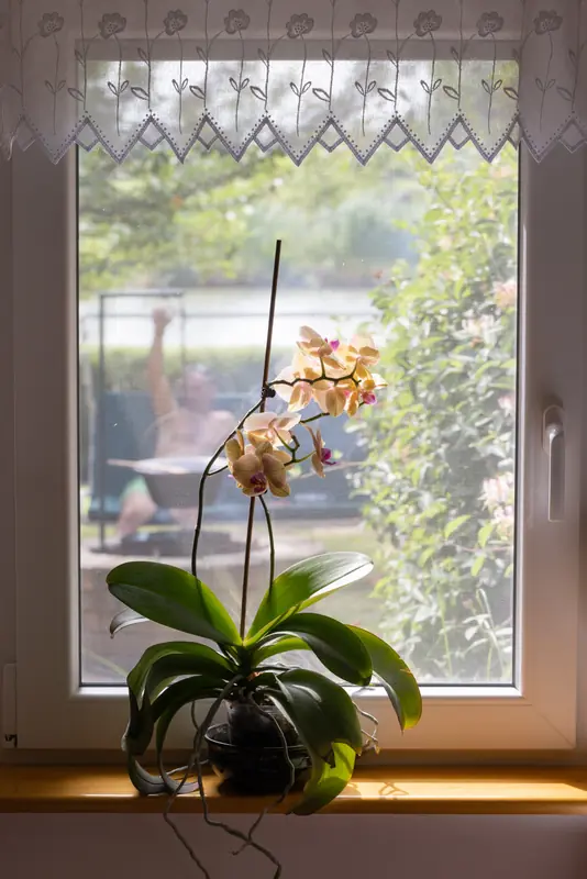 Ablak orchideával